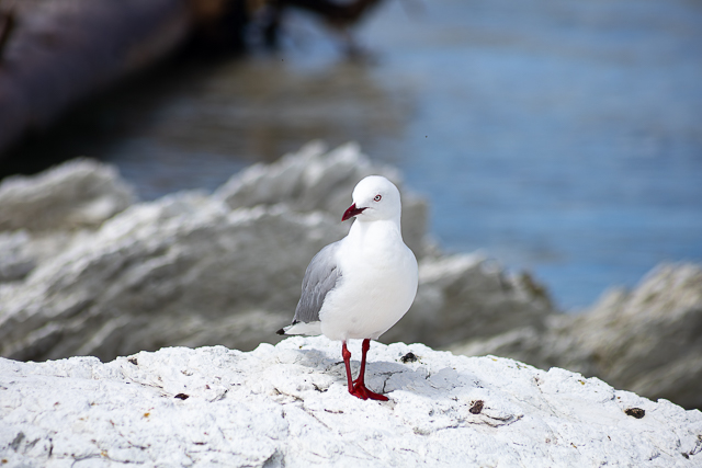 Seagull standing on a white rock at the coast in Kaikoura New Zealand