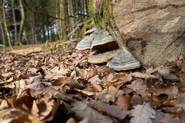 Bracket mushrooms on a fallen tree trunk in a winter forest