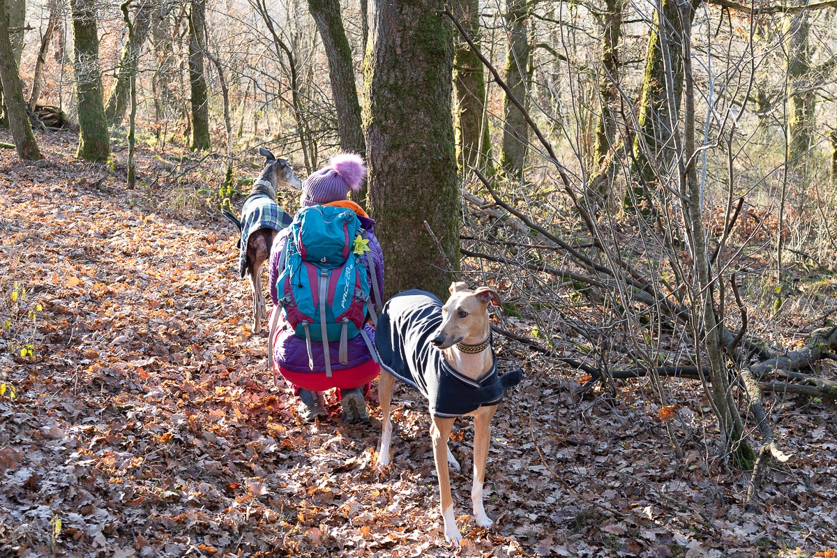 Walking Back into Life hike with the GalgoTrio on the CFL trail in Luxembourg